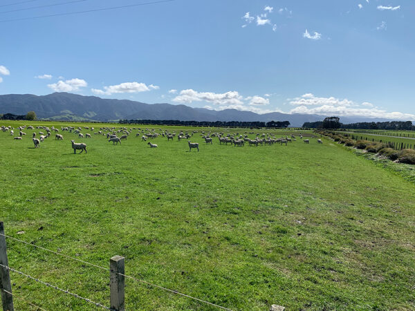 More-sheeps